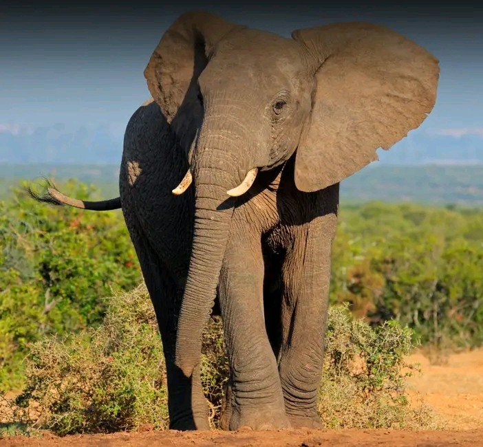 JOURNÉE MONDIALE DE L’ÉLÉPHANT : L’ENAMEF RAPPELLE L’URGENCE DE PROTÉGER UN PATRIMOINE NATUREL EN DANGER
